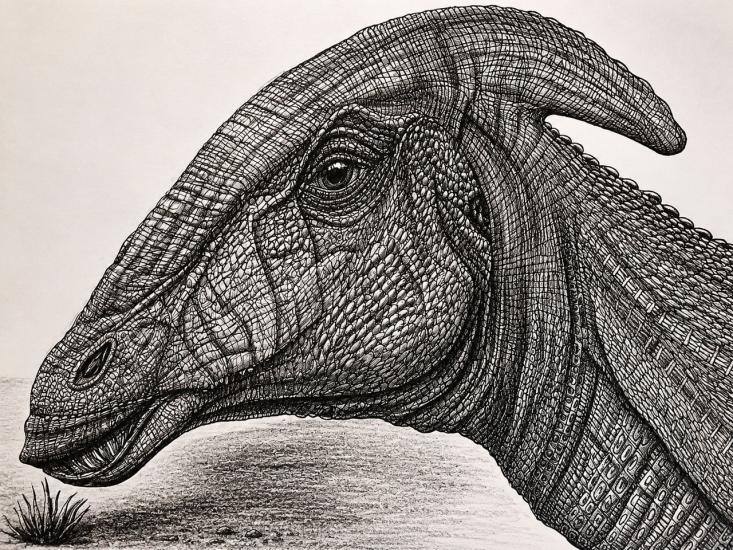 Dinosaur Drawing