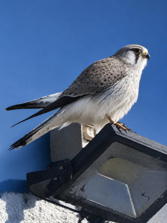 A Nankeen Kestrel