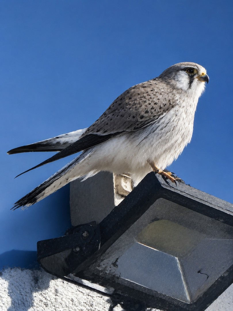 A-Nankeen-Kestrel