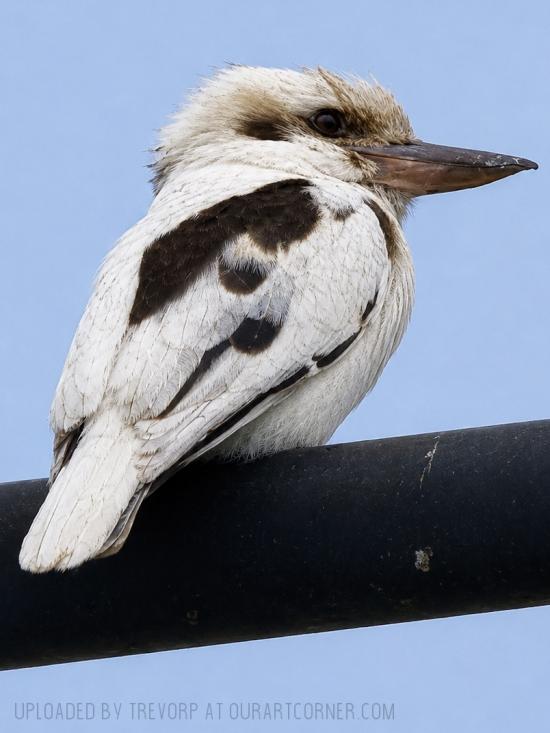 Kookaburra - White Form
