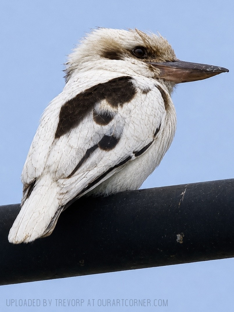 Kookaburra-White-Form