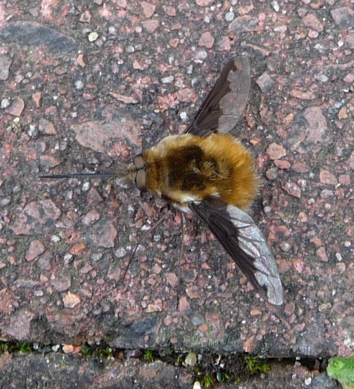 Bee-Fly