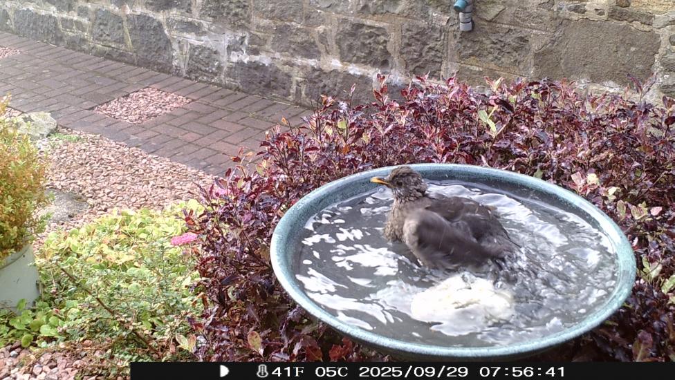 Bird Bathing