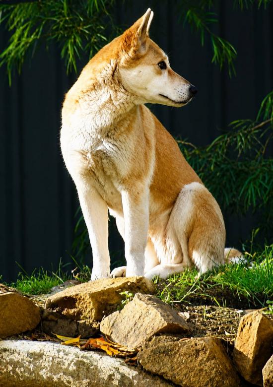 CAPTIVE DINGO