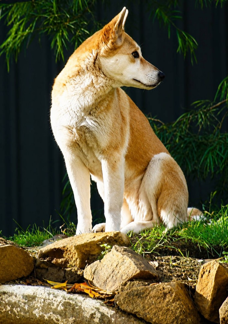 CAPTIVE-DINGO
