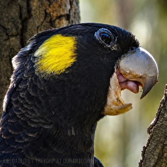 Black Cockatoo