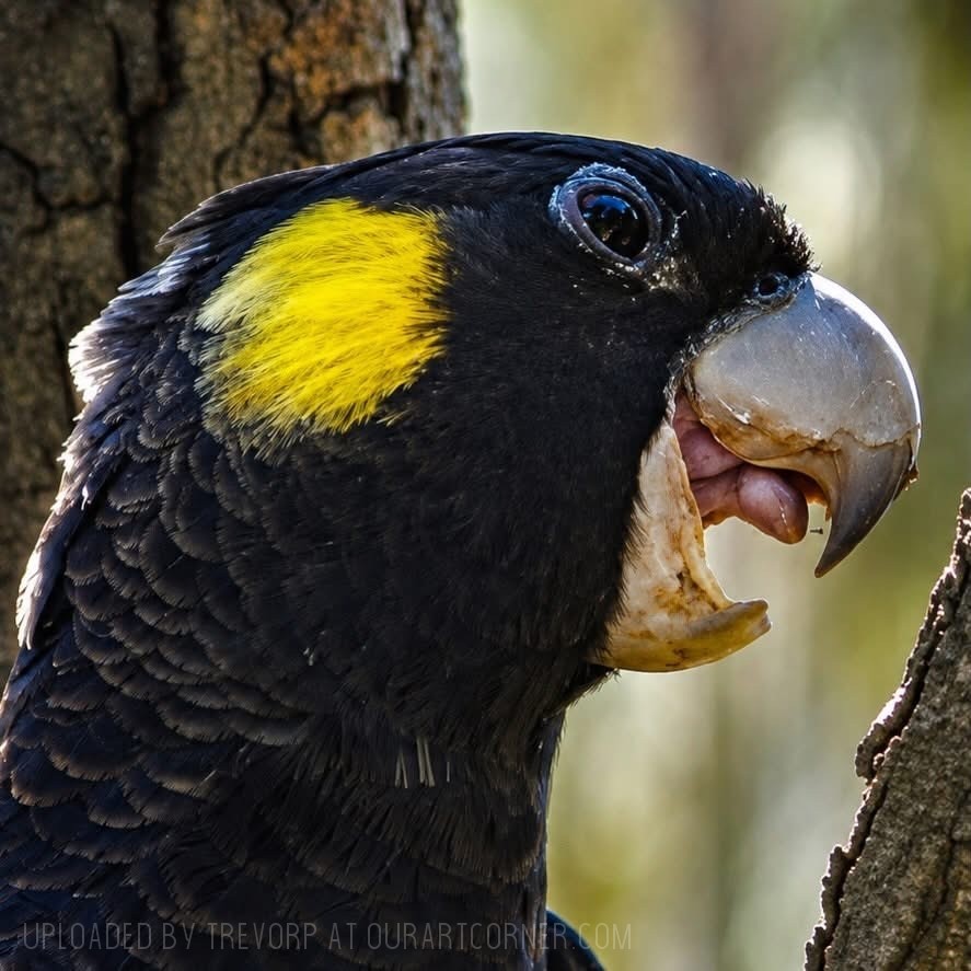 Black-Cockatoo