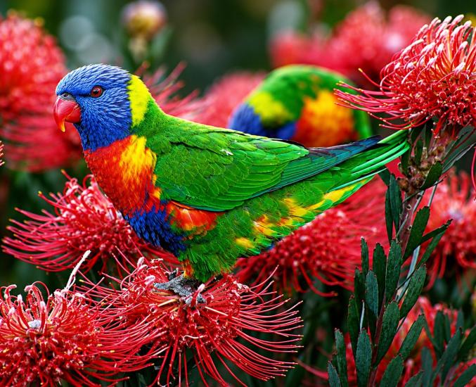 RAINBOW LORIKEETS