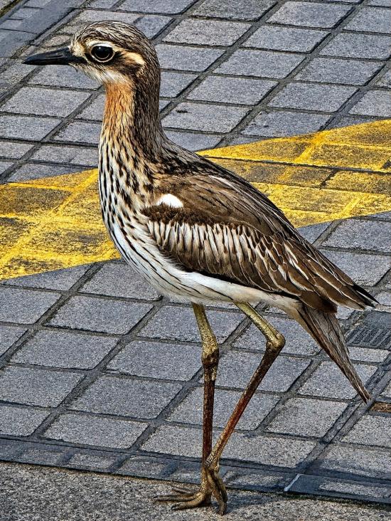 A bush stone curlew