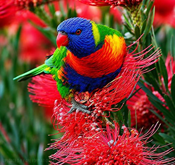 Enhanced Lorikeet