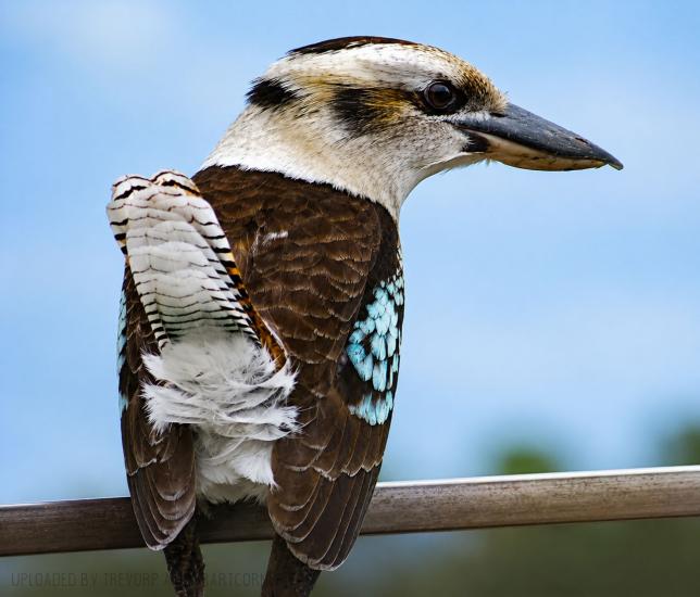Kookaburra at Leura