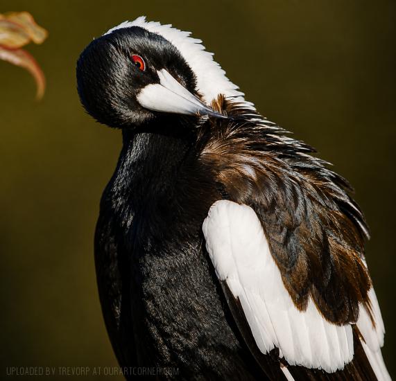 MAGPIE PREENING
