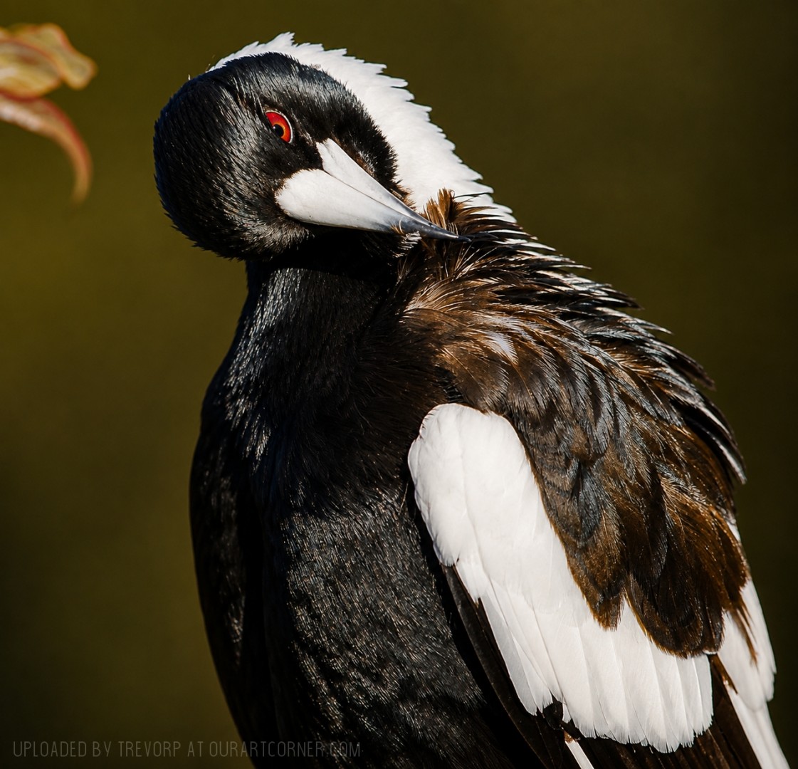 MAGPIE-PREENING