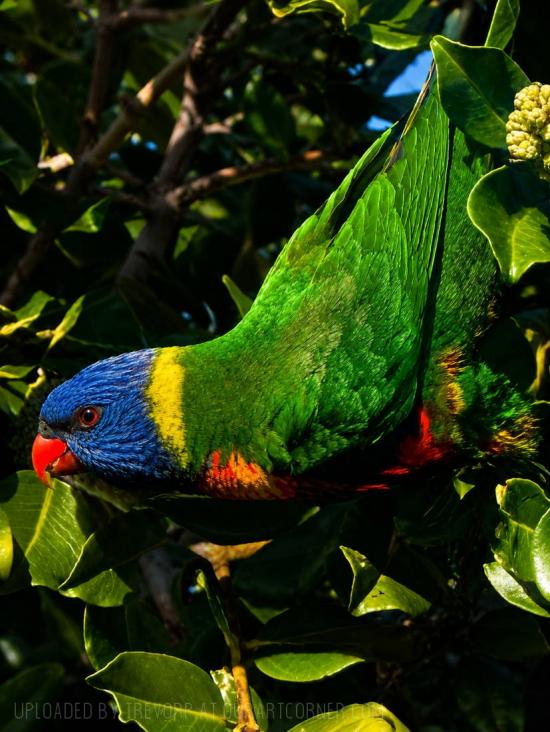 A rainbow lorikeet