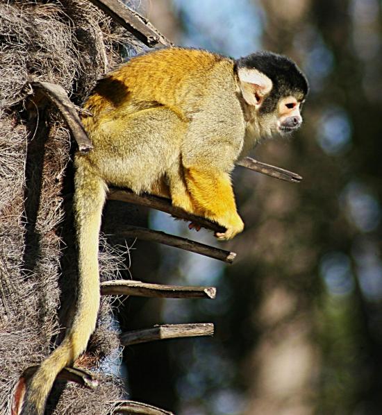 A Squirrel Monkey