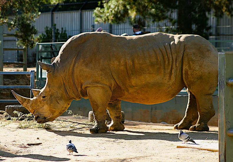 Captive White Rhino