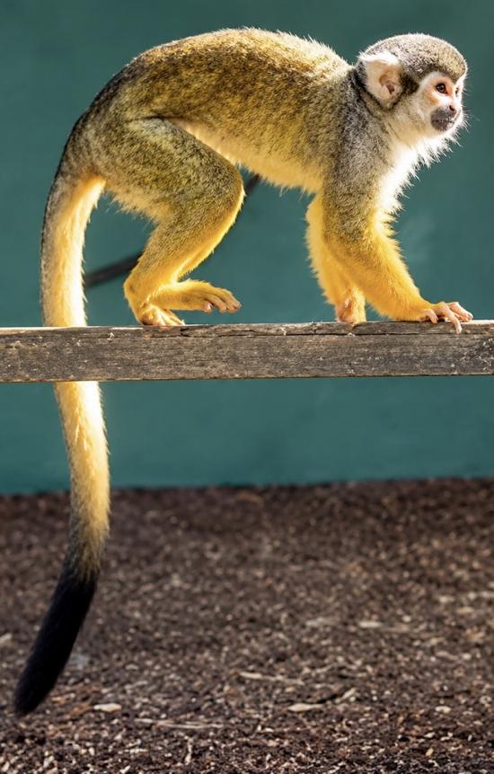 Captive Squirrel Monkey