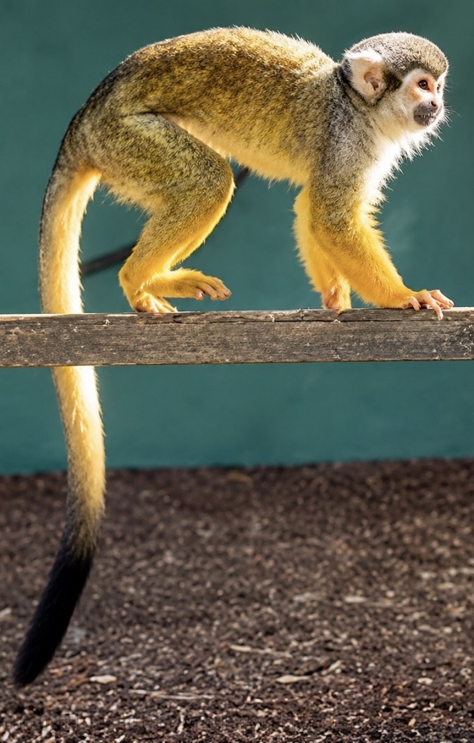 Captive-Squirrel-Monkey