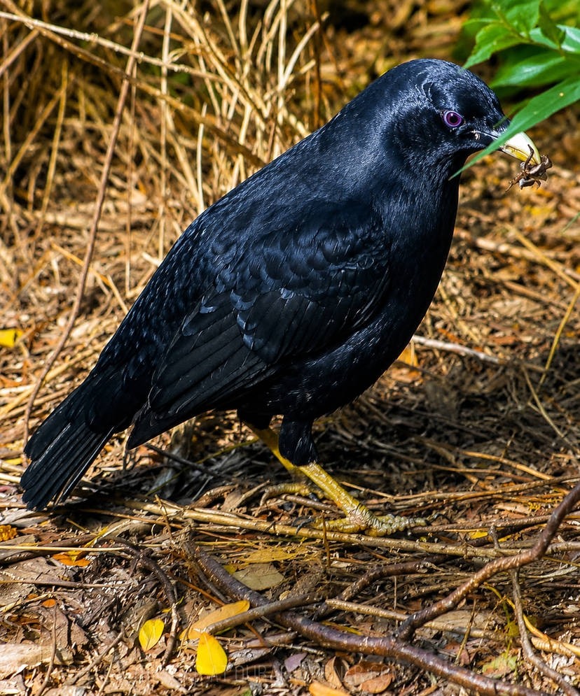 Male-Satin-Bowerbird