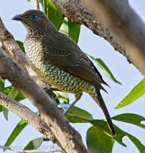 Female Satin Bowerbird