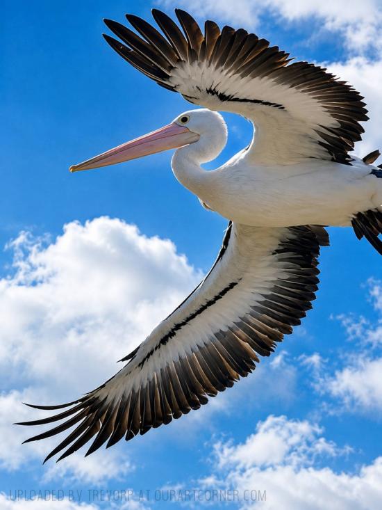 A Pelican in flight