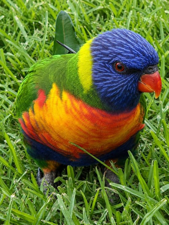 YOUNG LORIKEET