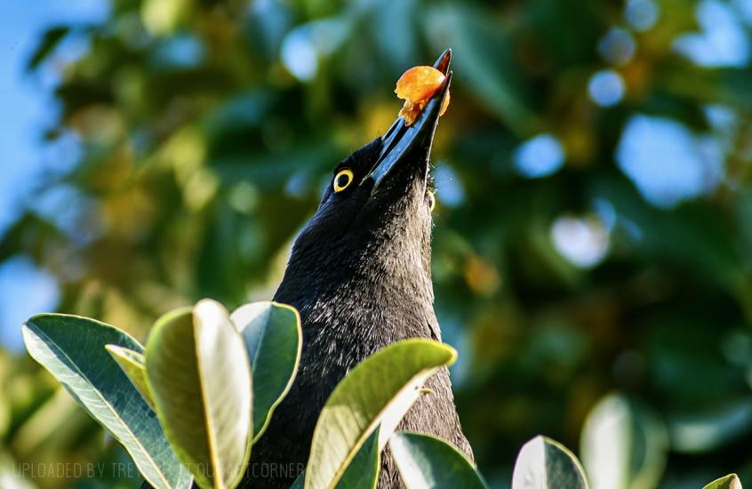 Feasting on figs