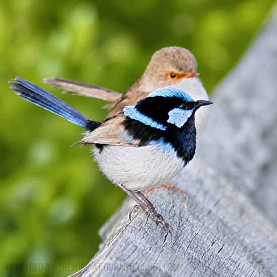 Pair of Fairy Wrens