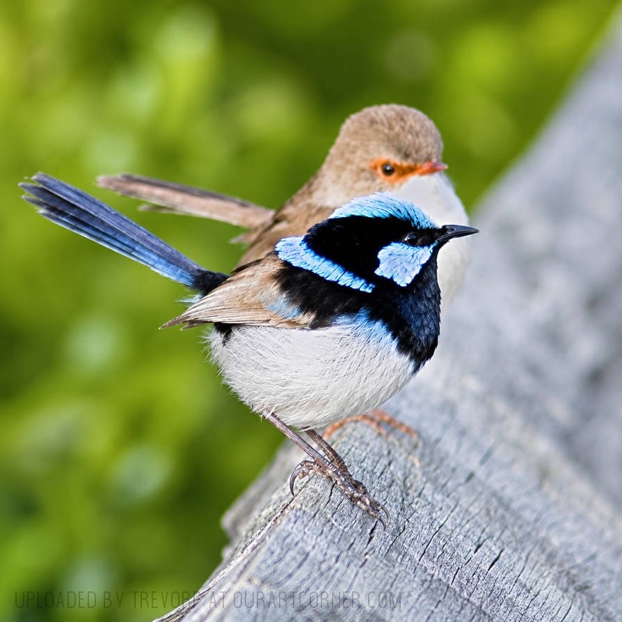 Pair-of-Fairy-Wrens