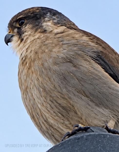 A Nankeen Kestrel
