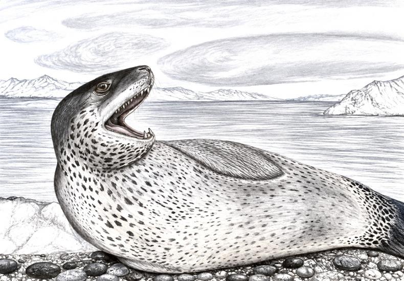 A Leopard Seal