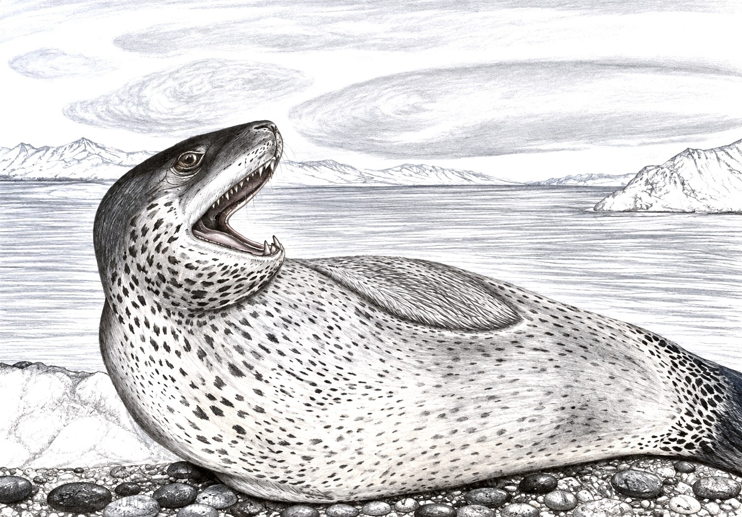 A-Leopard-Seal