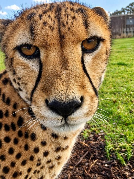 A CAPTIVE CHEETAH