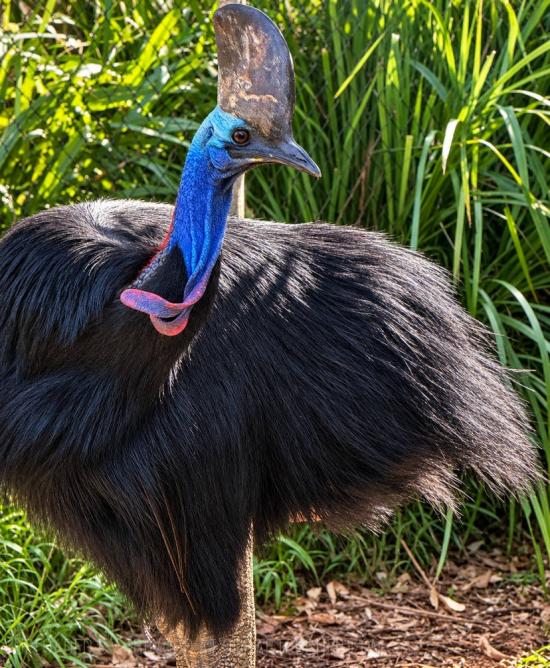 CAPTIVE CASSOWARY