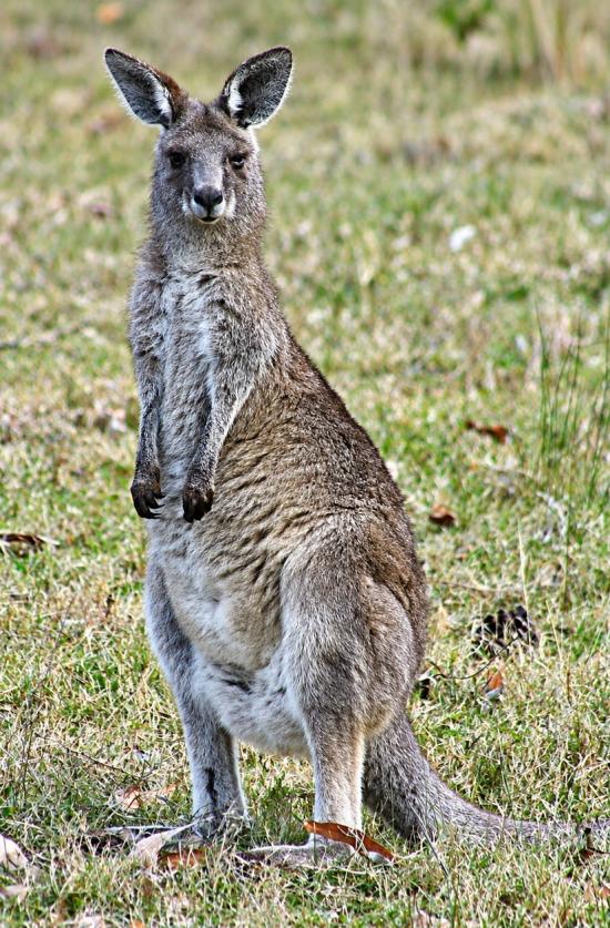 YOUNG ROO