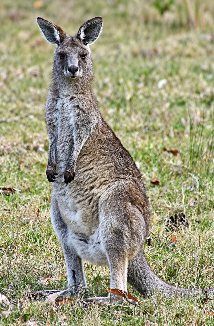 YOUNG-ROO