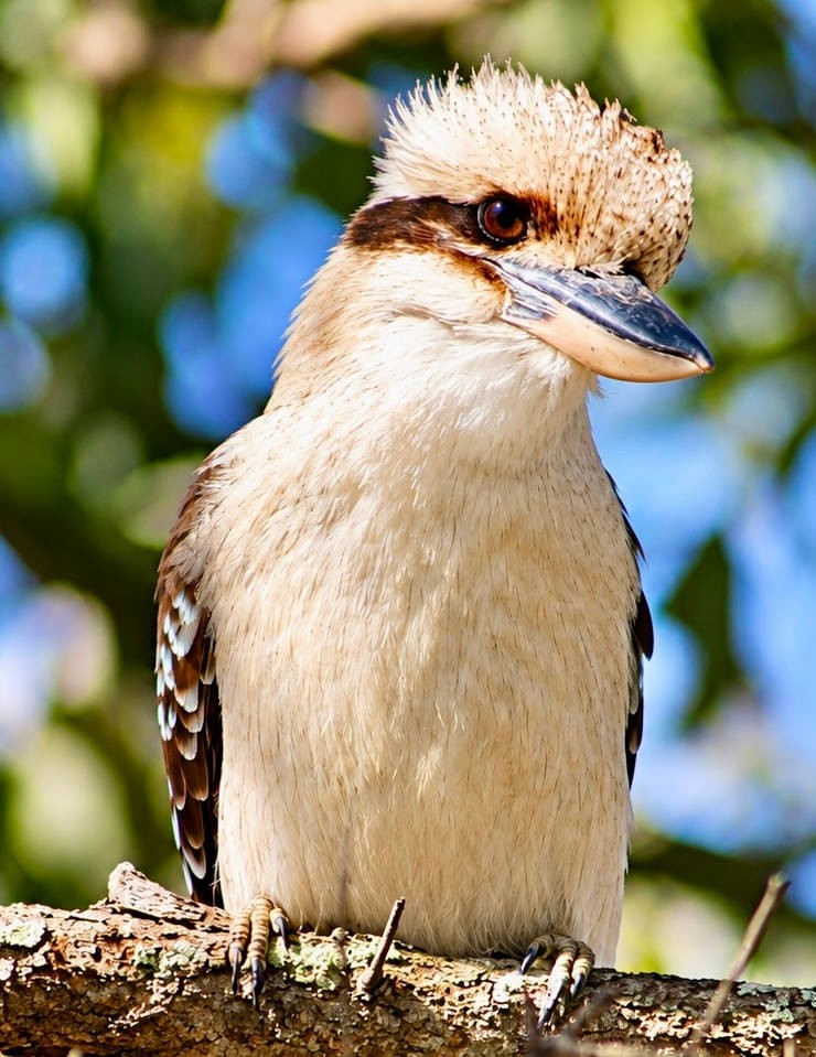 Kookaburra-at-Huskisson