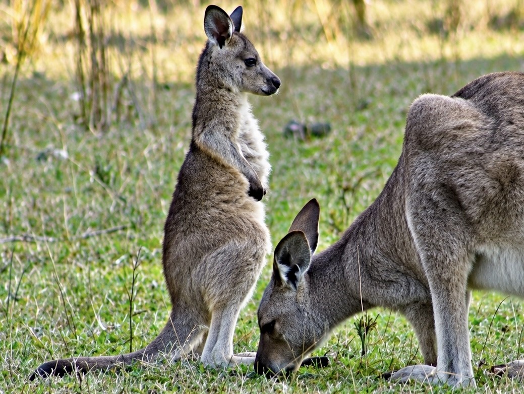 Mother-and-joey