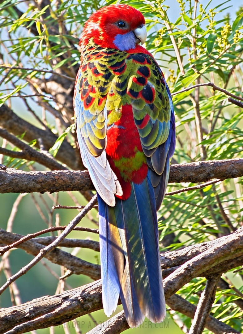 An-Immature-Crimson-Rosella