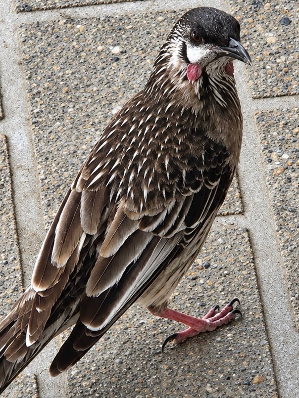 Closeup-Wattlebird