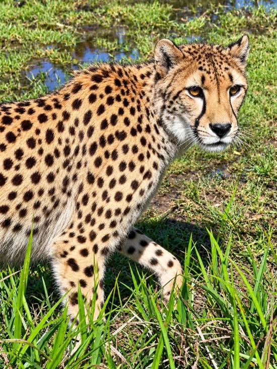 CHEETAH AT SYMBIO