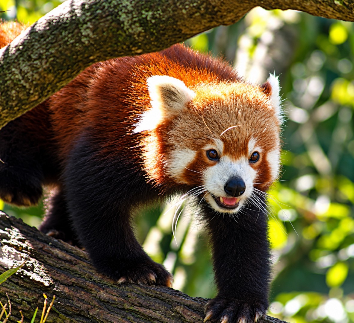 CUTE-RED-PANDA