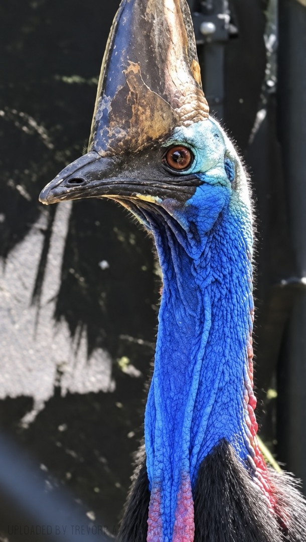 Captive-Cassowary
