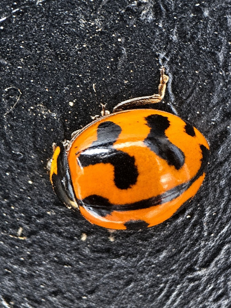 Lady-Beetle