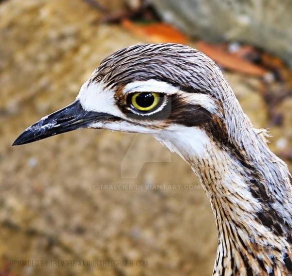 A captive curlew