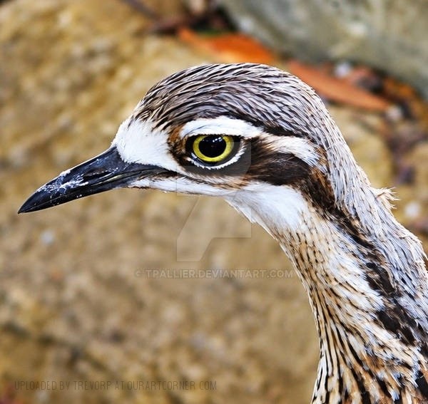 A-captive-curlew