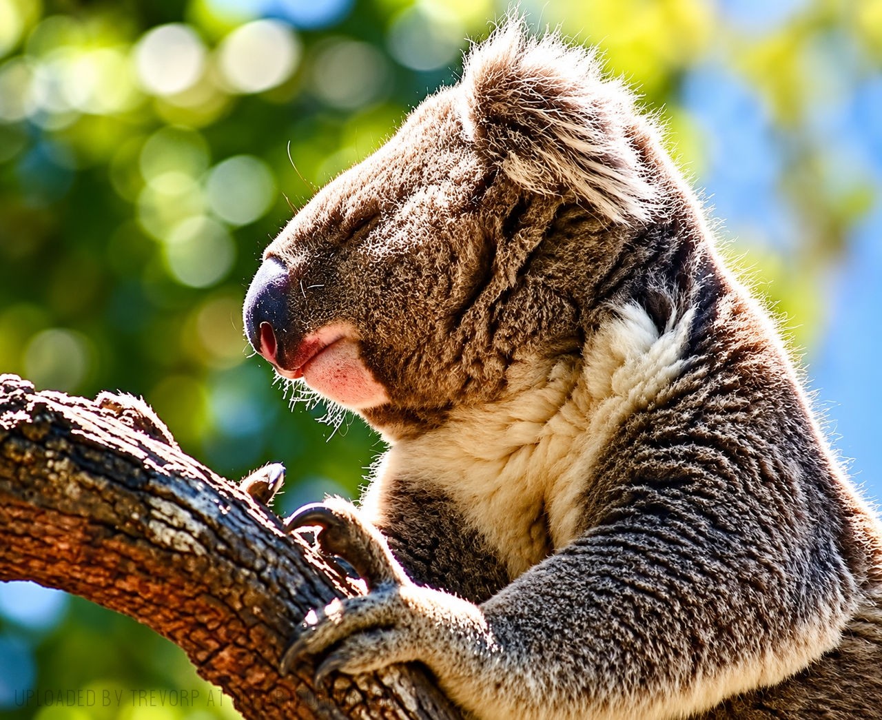 A-Captive-Koala