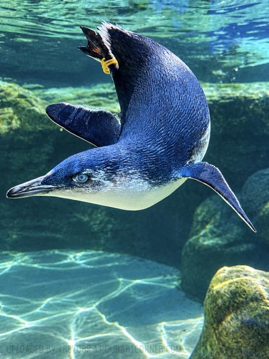 Penguin - swimming