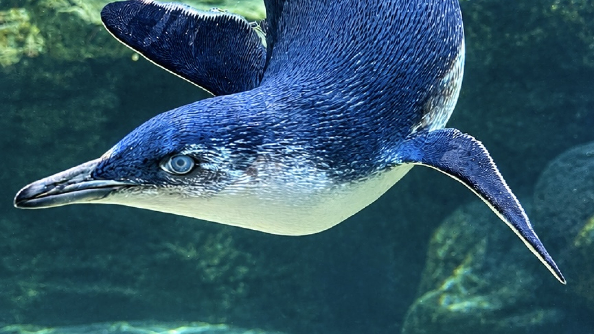 Penguin-swimming