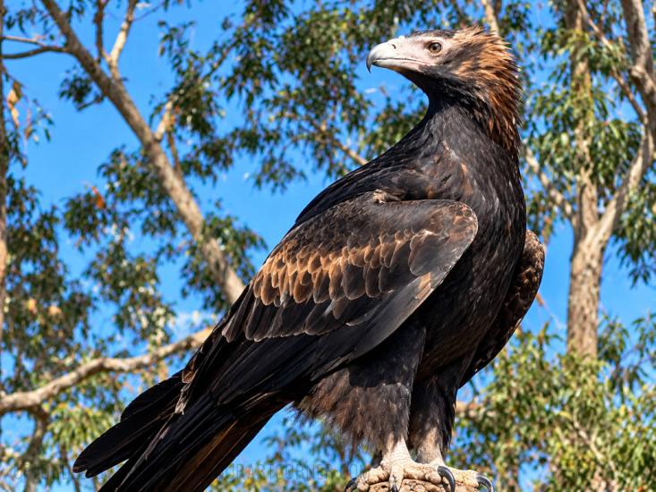 A Captive Eagle